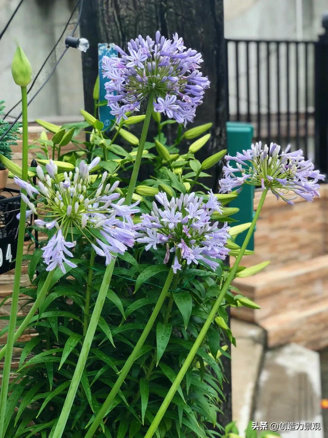 夏季好养的花卉有哪些,夏季的常见花卉有哪些