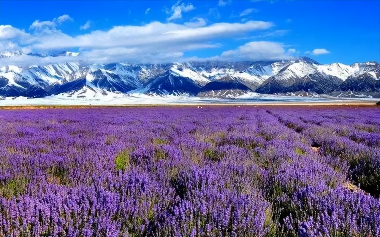 那拉提空中草原雪景照片,大草原的壮丽雪景图