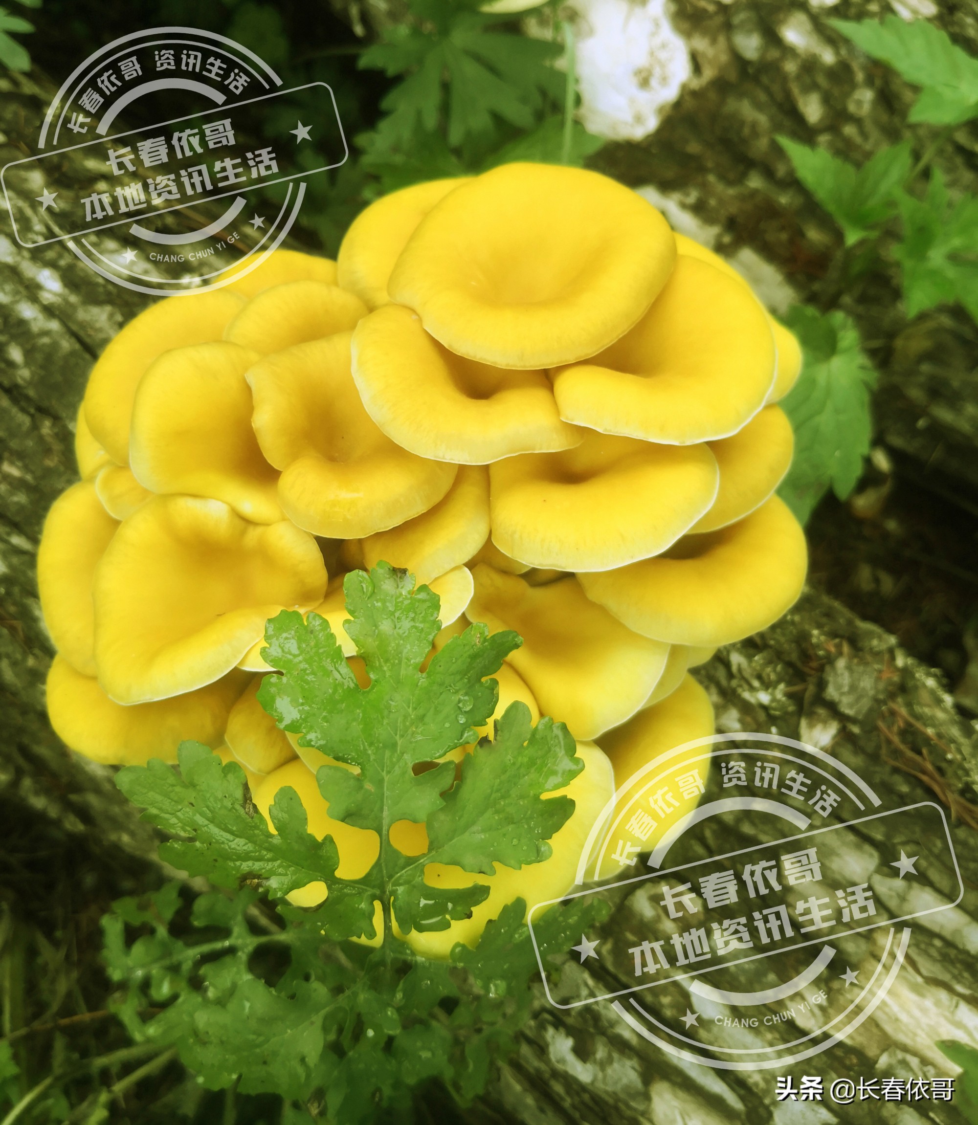 东北榛蘑排名前十的蘑菇,山珍长白山特产榆黄蘑