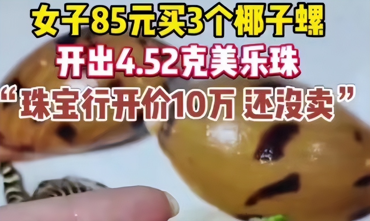 安徽女子买河蚌开出珍珠,女子买椰子螺开出美乐珠