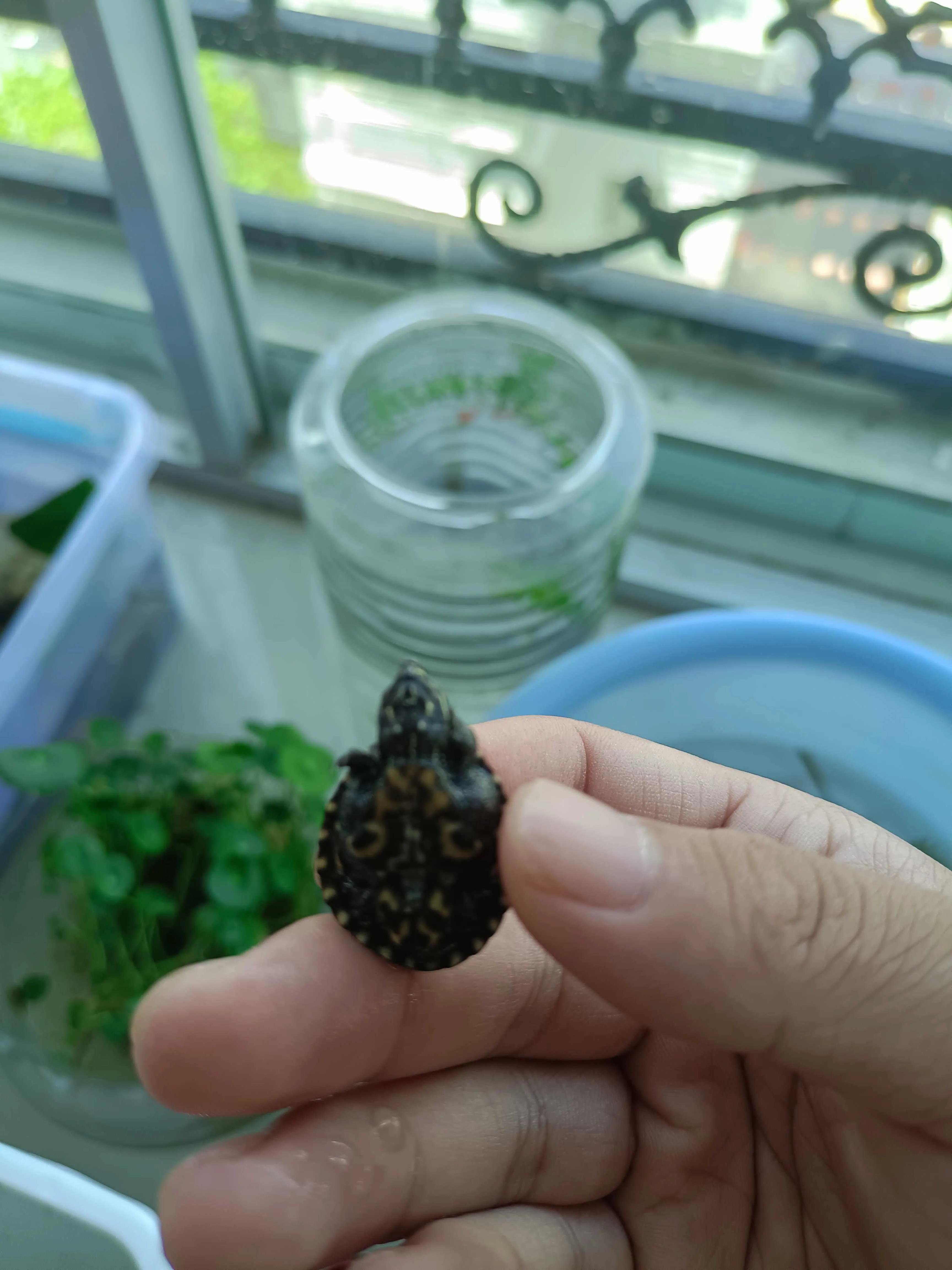 大青龟和小青龟龟苗的区别,新手养龟和老手养龟有什么区别