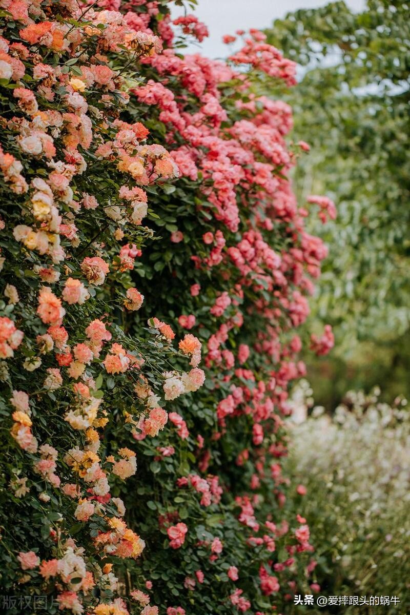生如夏花灿烂的时候,生如夏花绚烂绽放歌曲视频