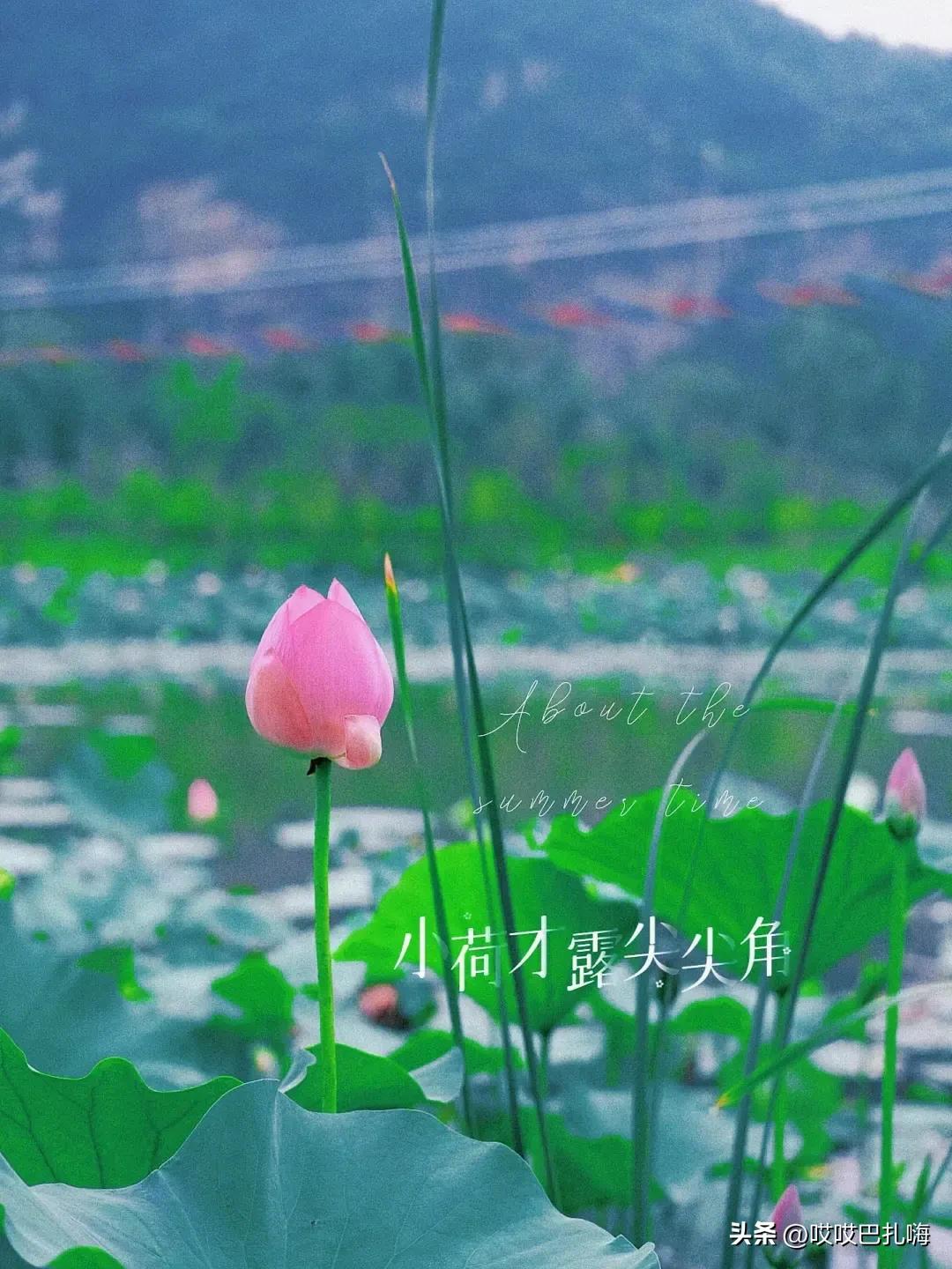 盛产院士的中学,安徽省培养两院院士最多中学排名