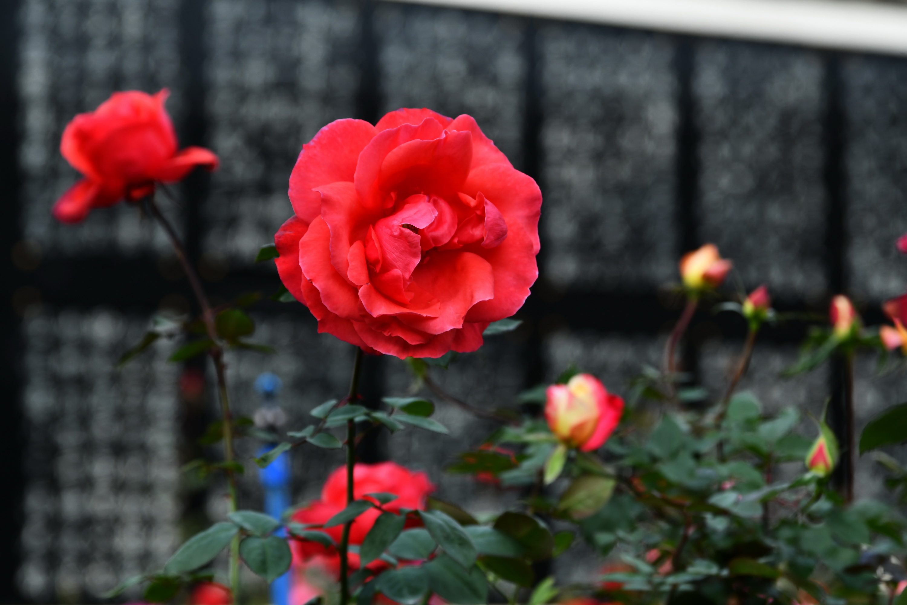 广州市番禺区宝墨园攻略,广州宝墨园景观