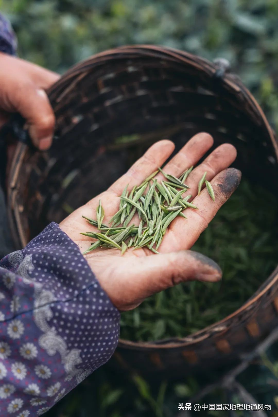 大山深处有哪些秘密,大山里的秘密是哪里的