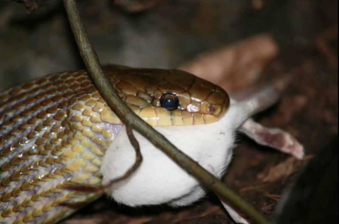 「原来欧洲有这么多种蛇？！」偷师卡塞尔的豢龙大师·下