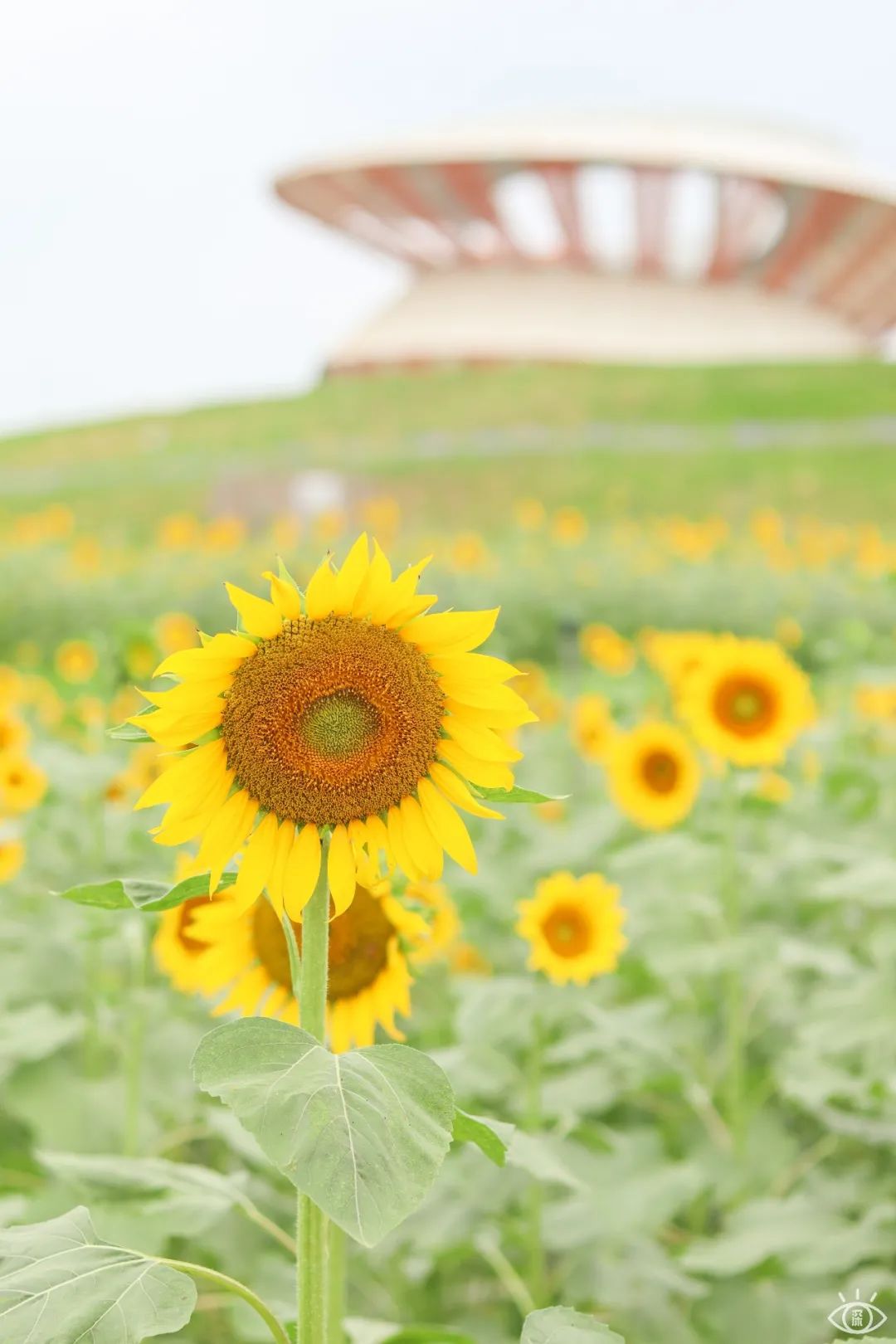 深圳最好玩的十个地方,深圳光明小镇欢乐田园好玩吗