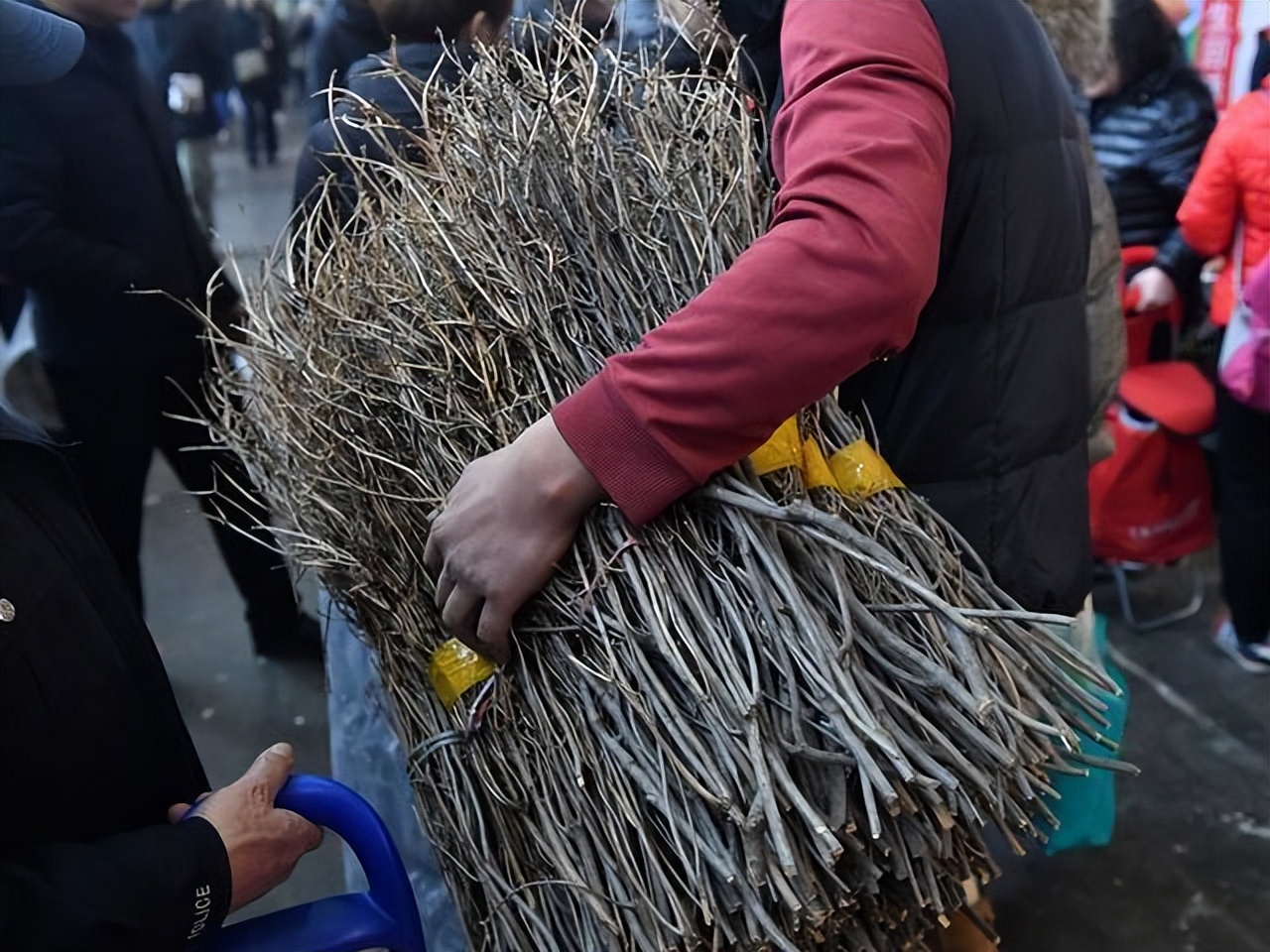 3类花,“白送”都别要,明白人都往外扔,可别再往家带了