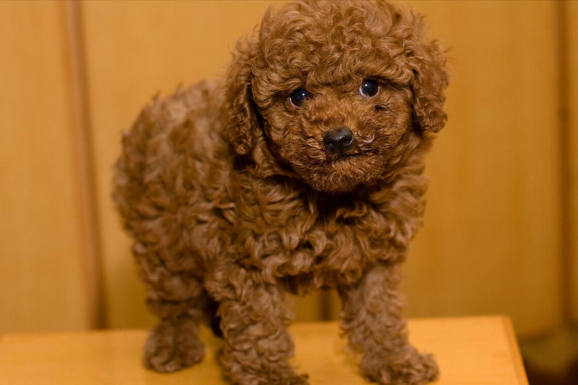 泰迪贵宾犬怎样区分,泰迪贵宾犬怎么区分