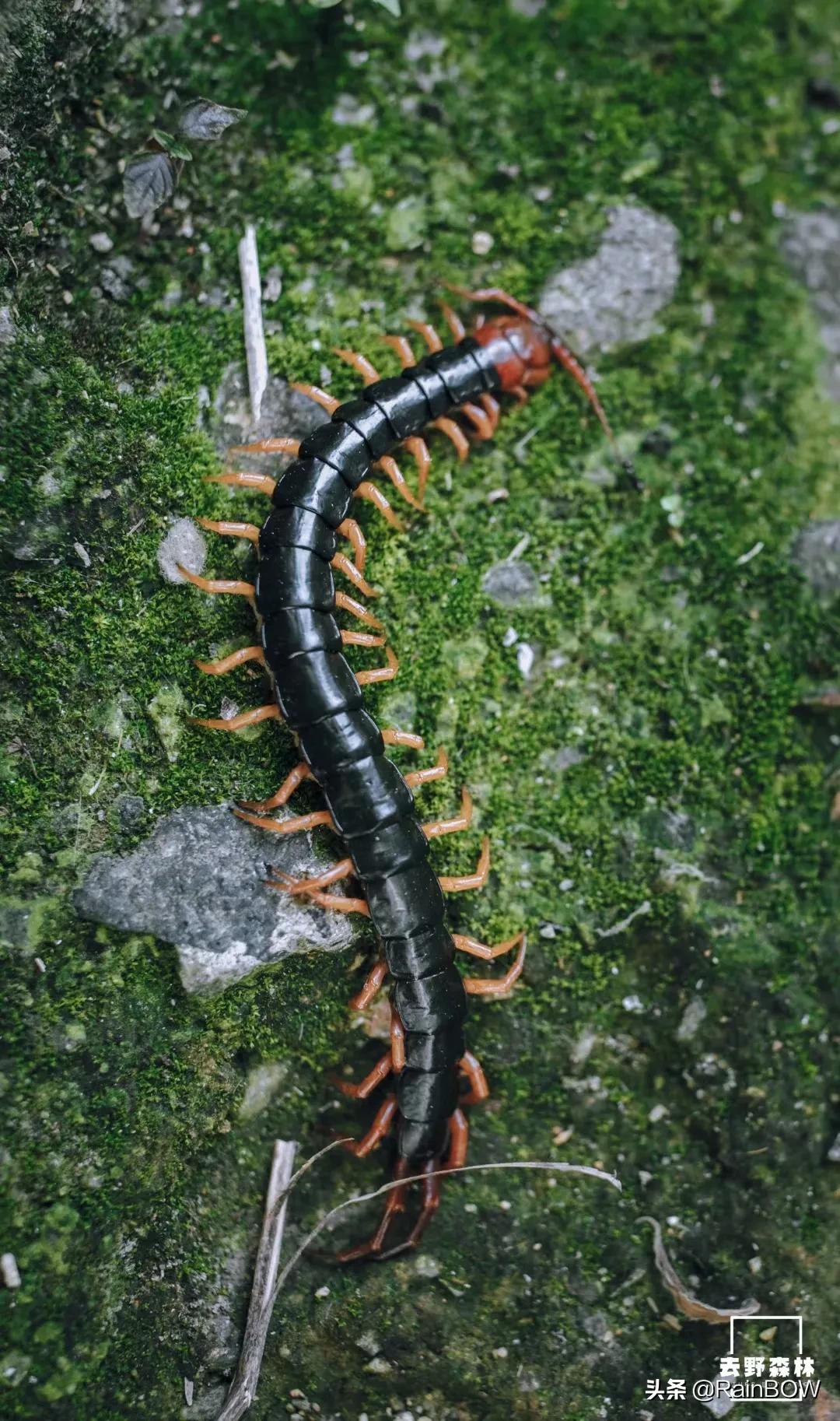 大自然中的小生命,大自然新生命的诞生