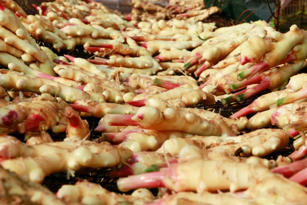 5月种菜好吃又营养,冷门又好吃的10种菜