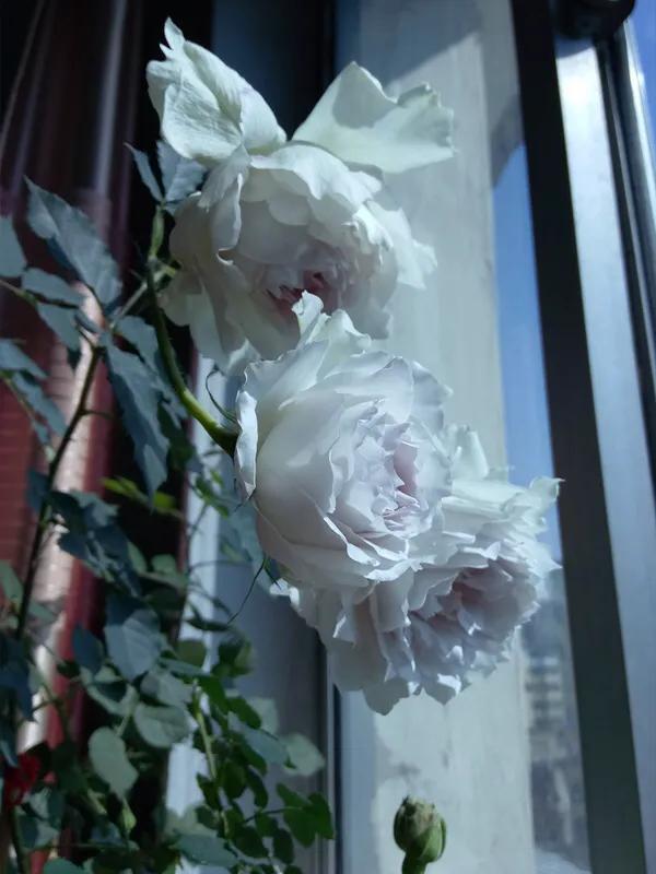 白花月季汇粹：白雪公主、藤冰山、婚礼之路、波莱罗、加百列