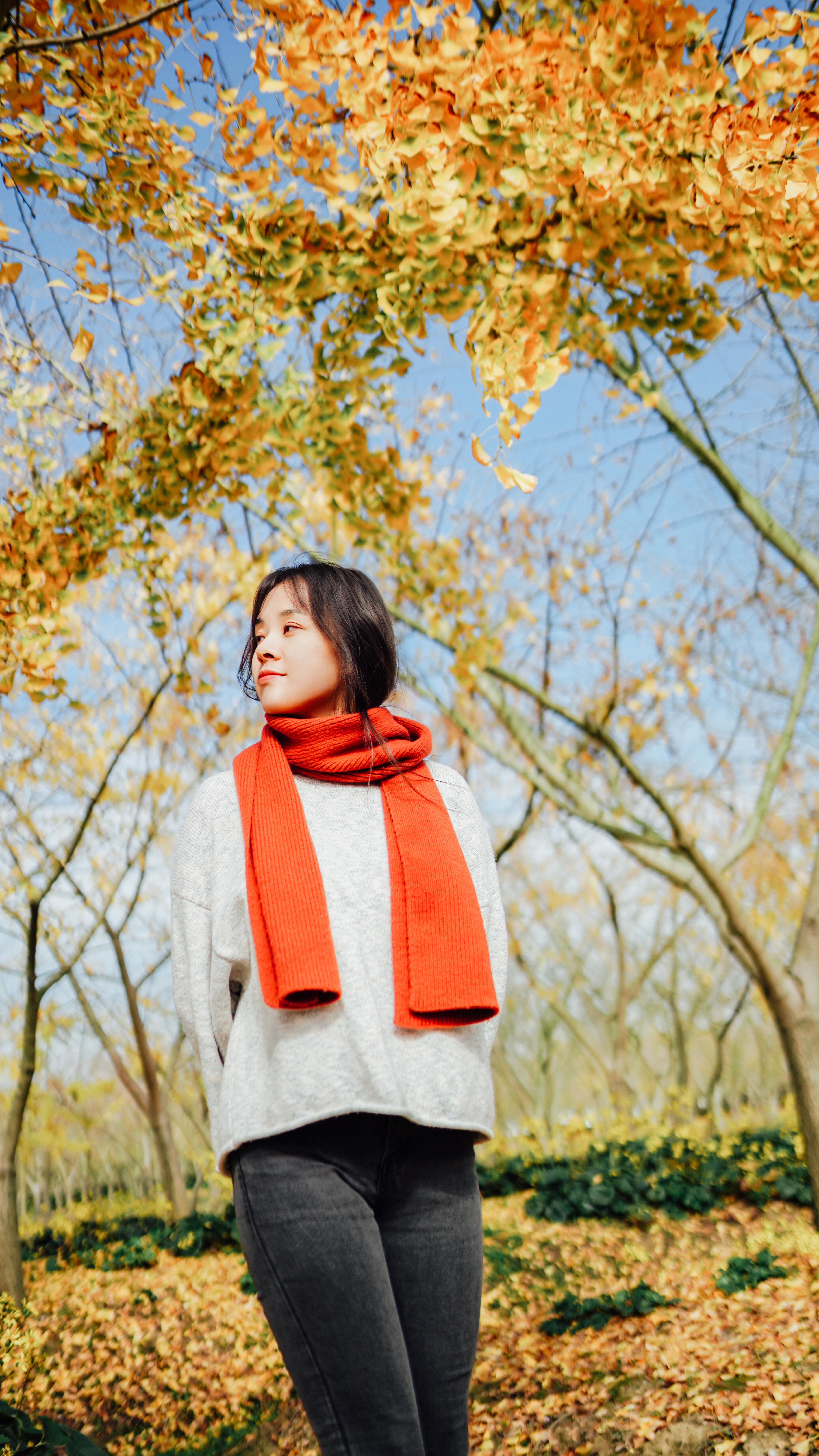 摄影苏州银杏树,苏州银杏拍照人像