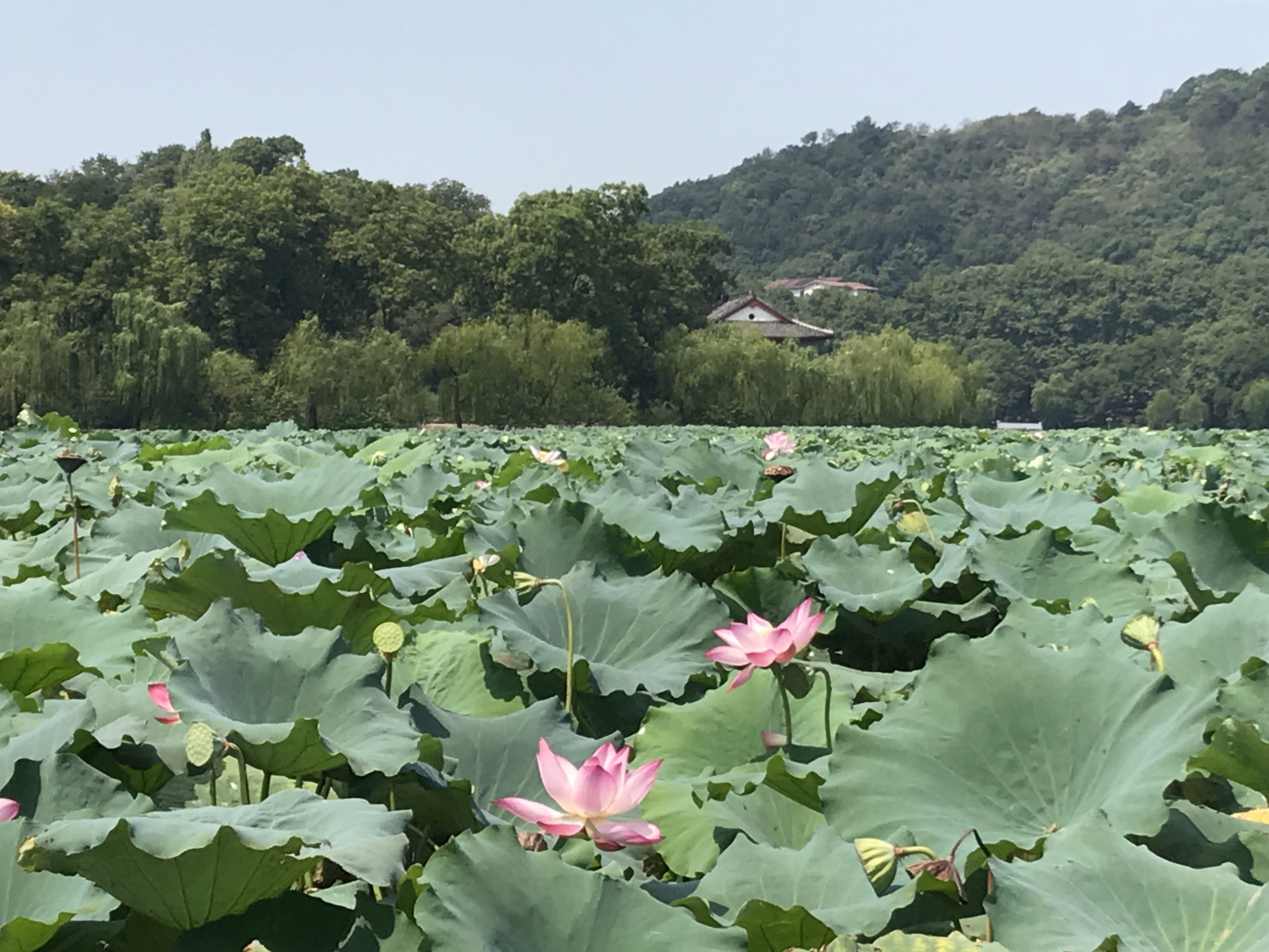 烈日炎炎赏荷花清凉一夏,京郊赏荷领略夏日之美