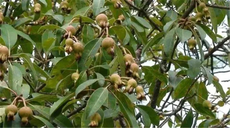 农村常见野生植物你都认识吗,农村常见植物野果