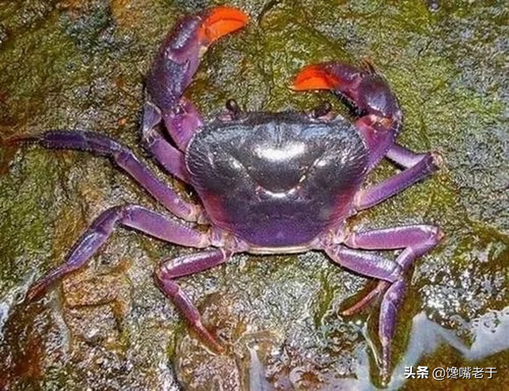 去天津必点的5道津菜,天津正宗津菜哪里最好