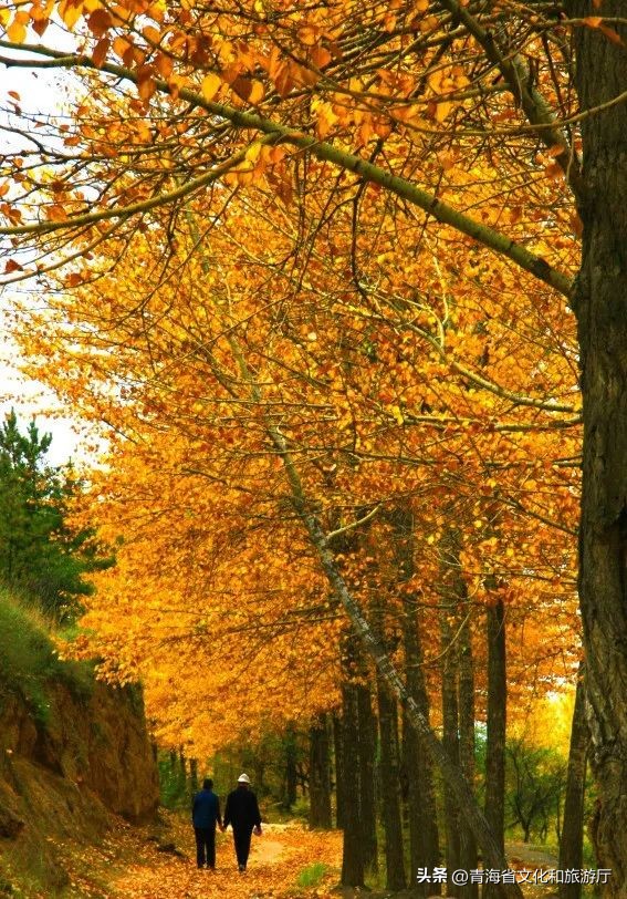 秋分至一叶落平分秋色什么意思,今日秋分秋高气爽不负人间好时光