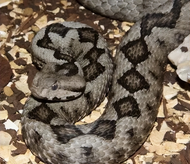 「原来欧洲有这么多种蛇？！」偷师卡塞尔的豢龙大师·下