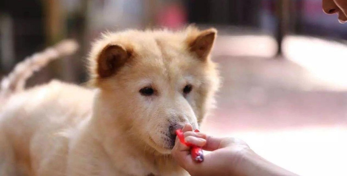 身价8000的柴犬的表现是这样的,什么狗最好养又便宜柴犬