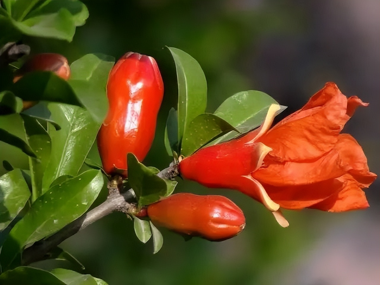 石榴苗怎么挑选,石榴会四季开花吗