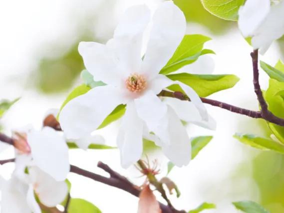 2024年属兔的买什么花招财呢,2022年属兔的人养什么植物最旺