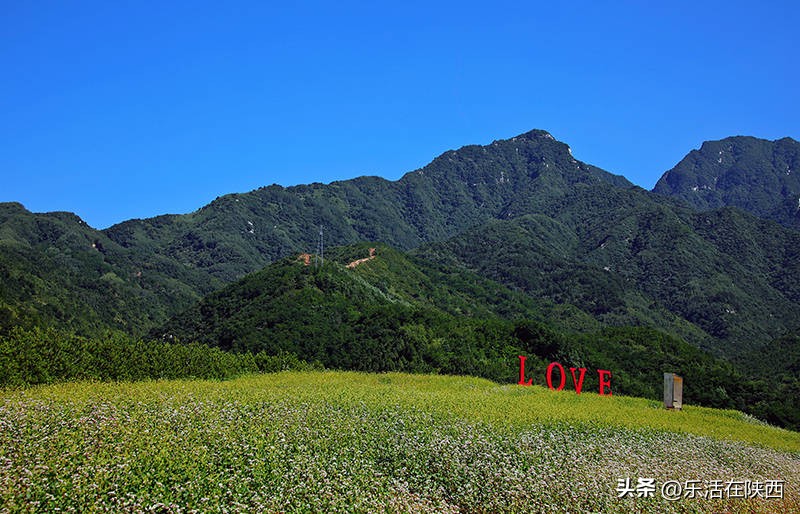蓝田荞麦花海和高山草甸,西安荞麦花海旅游
