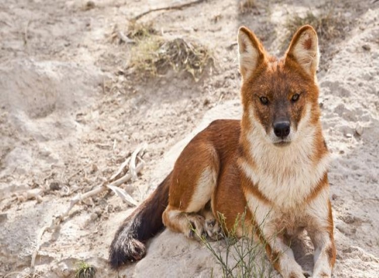 祁连山出现的红狗,祁连山出现红狗是否是传说中的狈