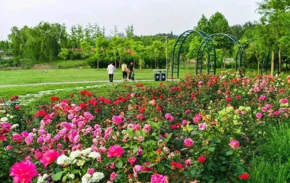 月季花开娇艳无比,月季花开得正烂漫