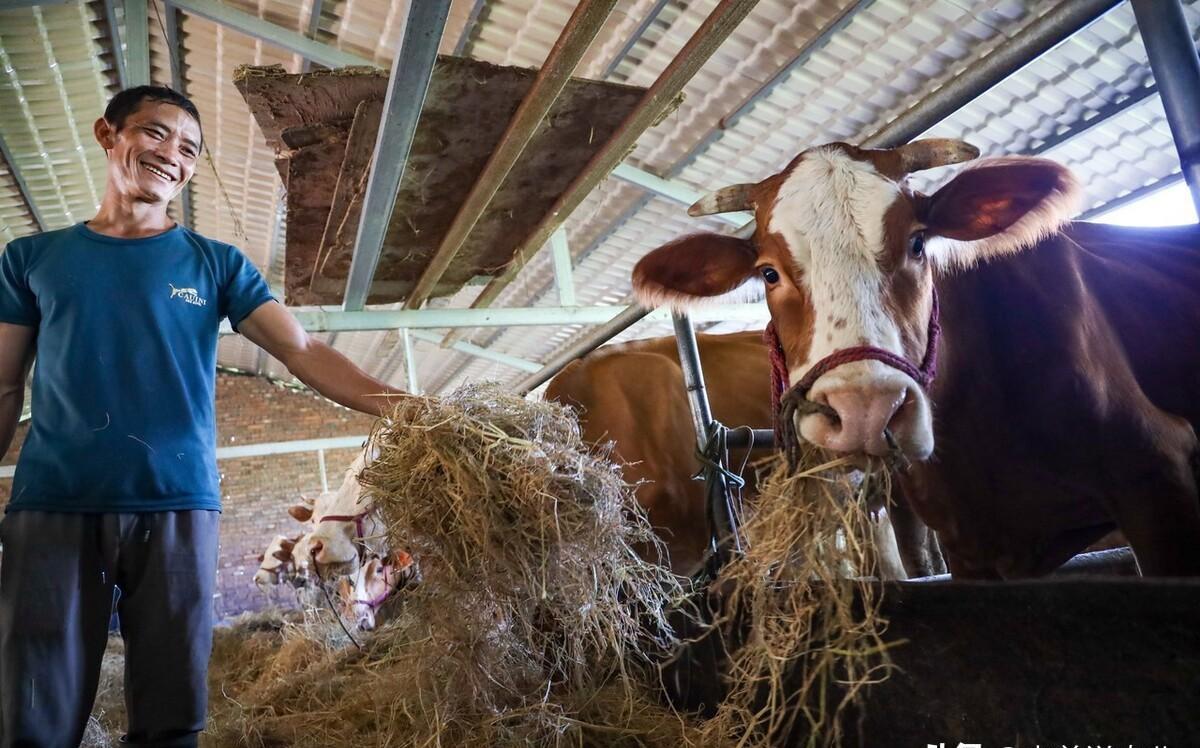 牛肉价格45元3斤，牛价已经跌成这样了？2023年11月11日牛价