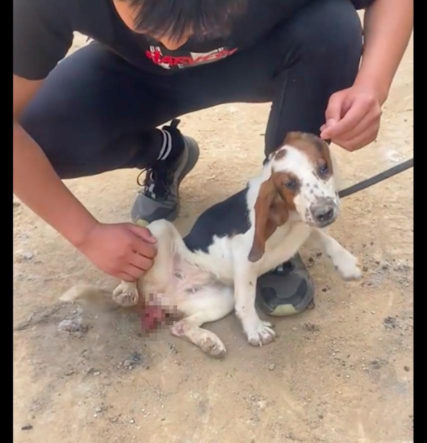 狗狗子宫脱落无法复位,狗狗子宫脱垂不治会怎样