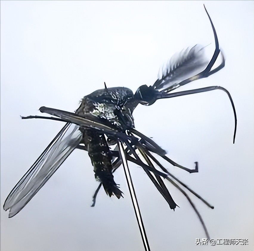 网友捕捉巨型蚊子,男子在帐篷里抓到巨型蚊子