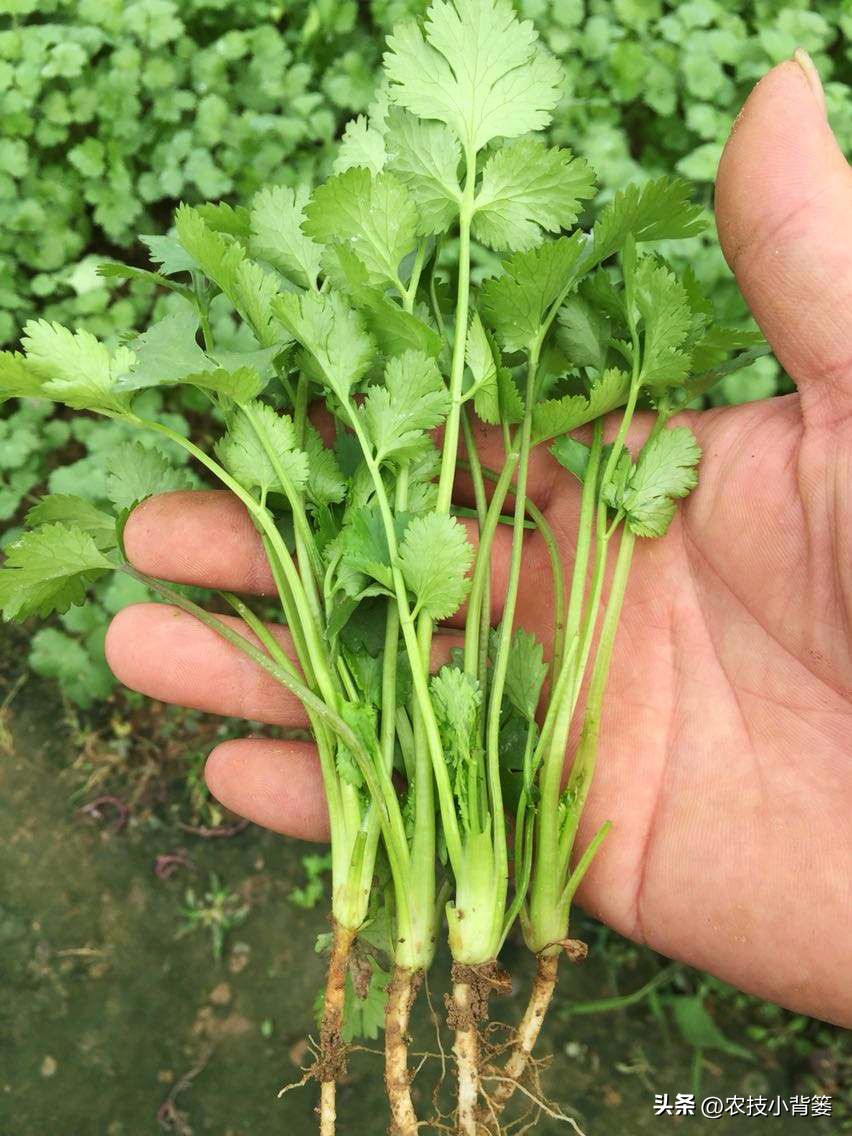 香菜怎样种植出苗快产量高,秋季大棚种植香菜技术