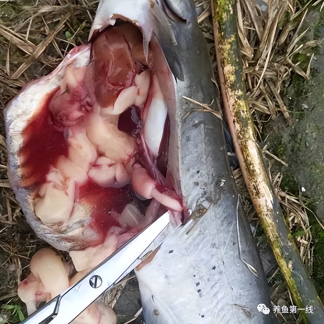 叉尾鮰肠炎治疗,叉尾鮰套肠是什么原因引起的