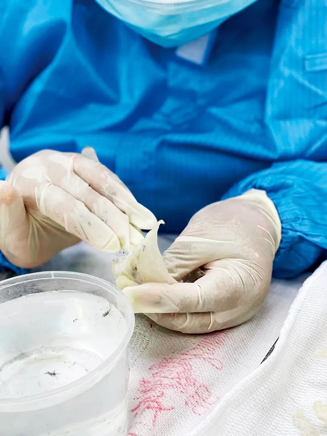 最快一招辨别燕窝溯源码真假,燕窝贴码是真的吗