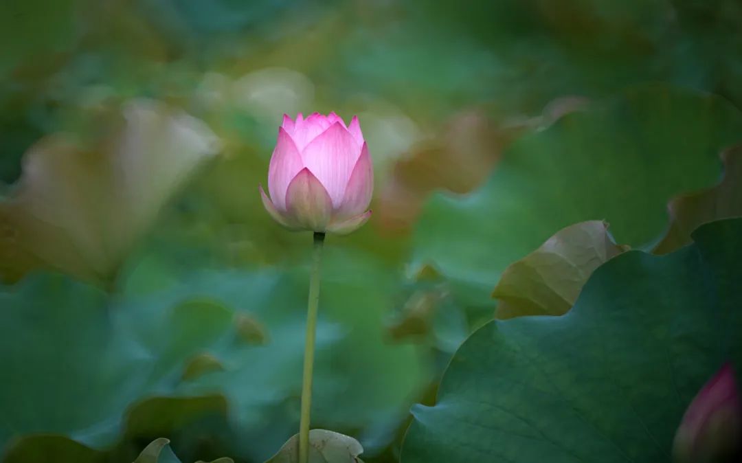 250mm折返镜头,500mm折返镜头焦距是多少