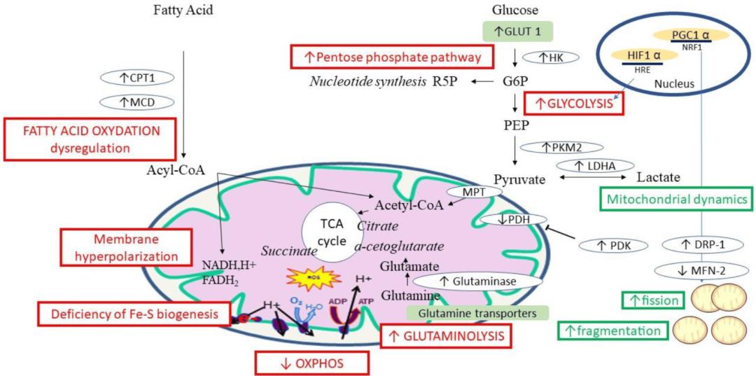 肺动脉高压有治好的吗,线粒体代谢障碍怎么治