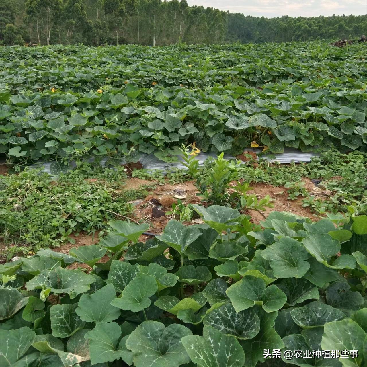 种植南瓜要除侧枝吗,种的南瓜结了瓜又黄了怎么回事