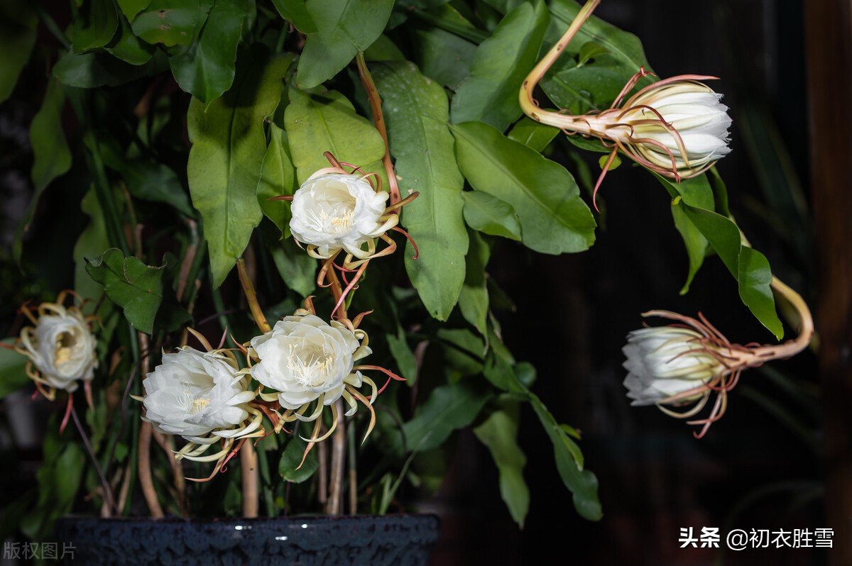 形容昙花美脱俗的诗句,描写昙花美的诗词