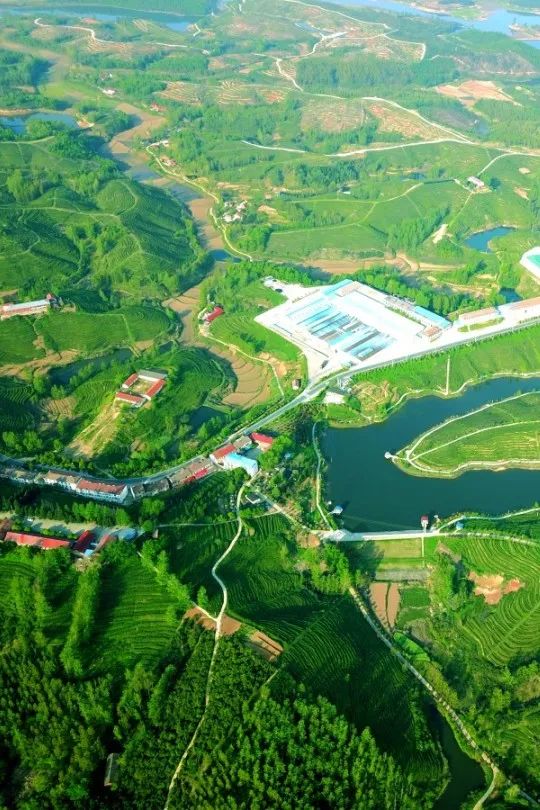 湖北有哪些红茶,湖北最受欢迎红茶