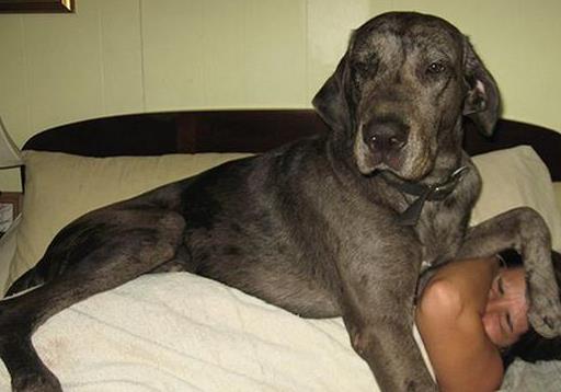 狗狗晚上老是叫怎么训练,狗狗黑眼圈是什么原因