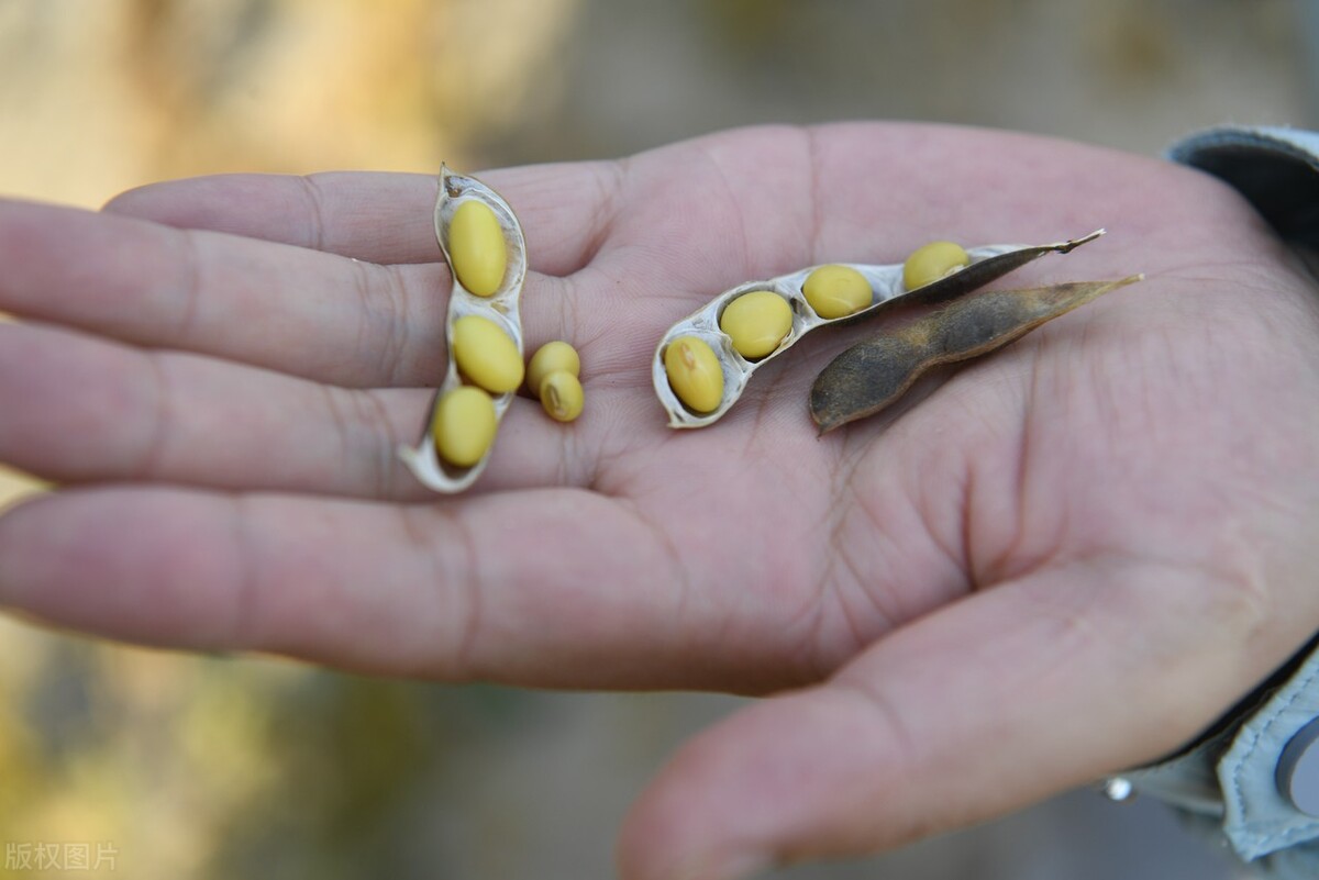 大豆未来一月价格行情最新,今年下半年大豆价格会怎样