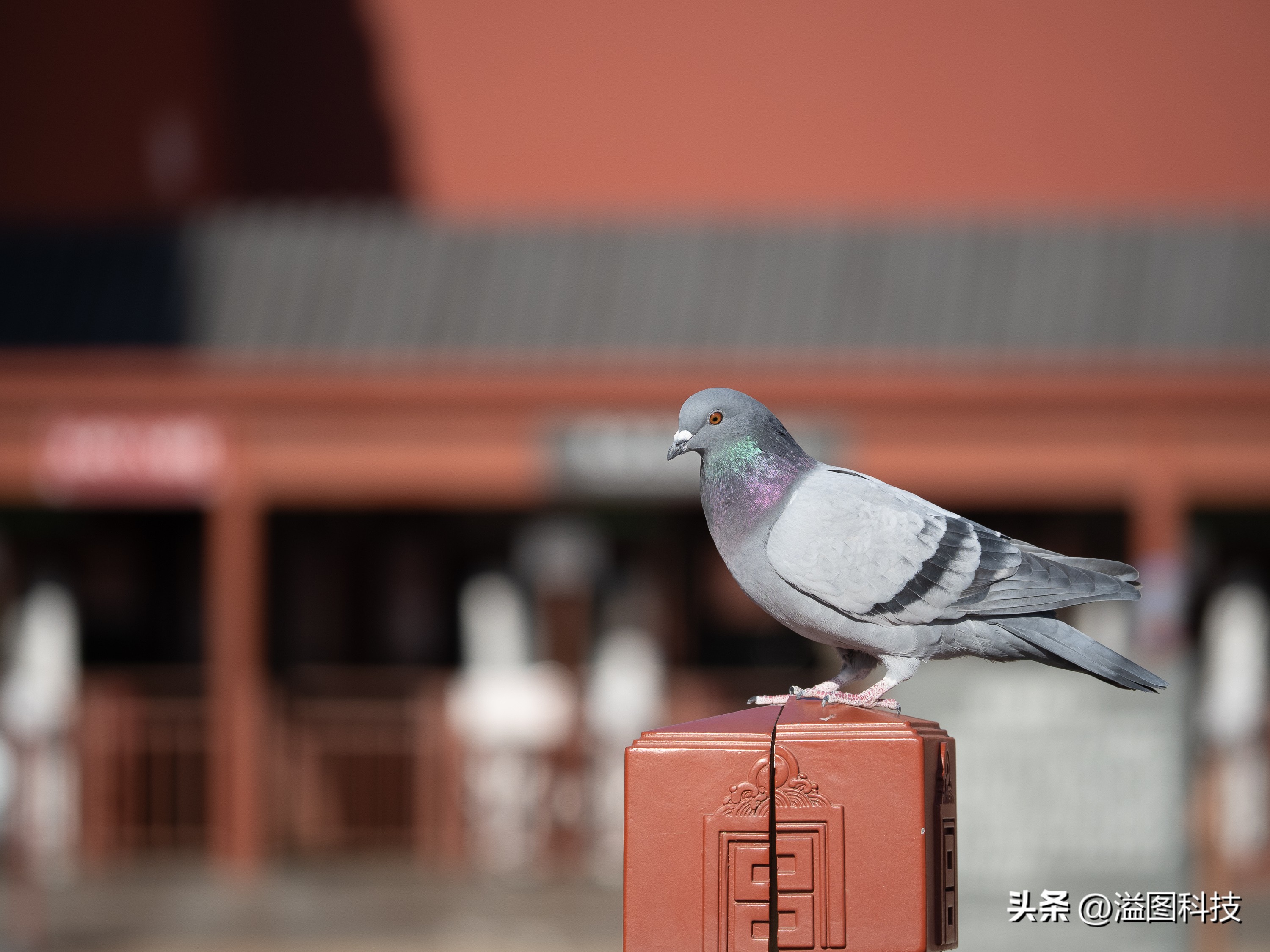 推介一款干活用的微单,新出的入门微单