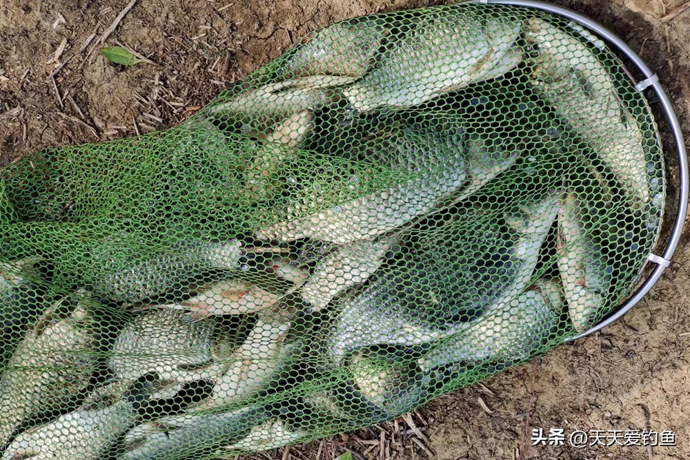 野钓鲫鱼用蚯蚓调漂最佳方法,野钓鲫鱼用红虫怎么调漂