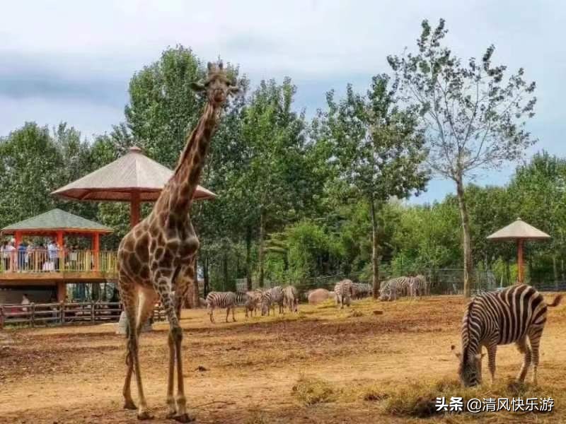 大连星海湾晨游,大连星河湾旅游攻略