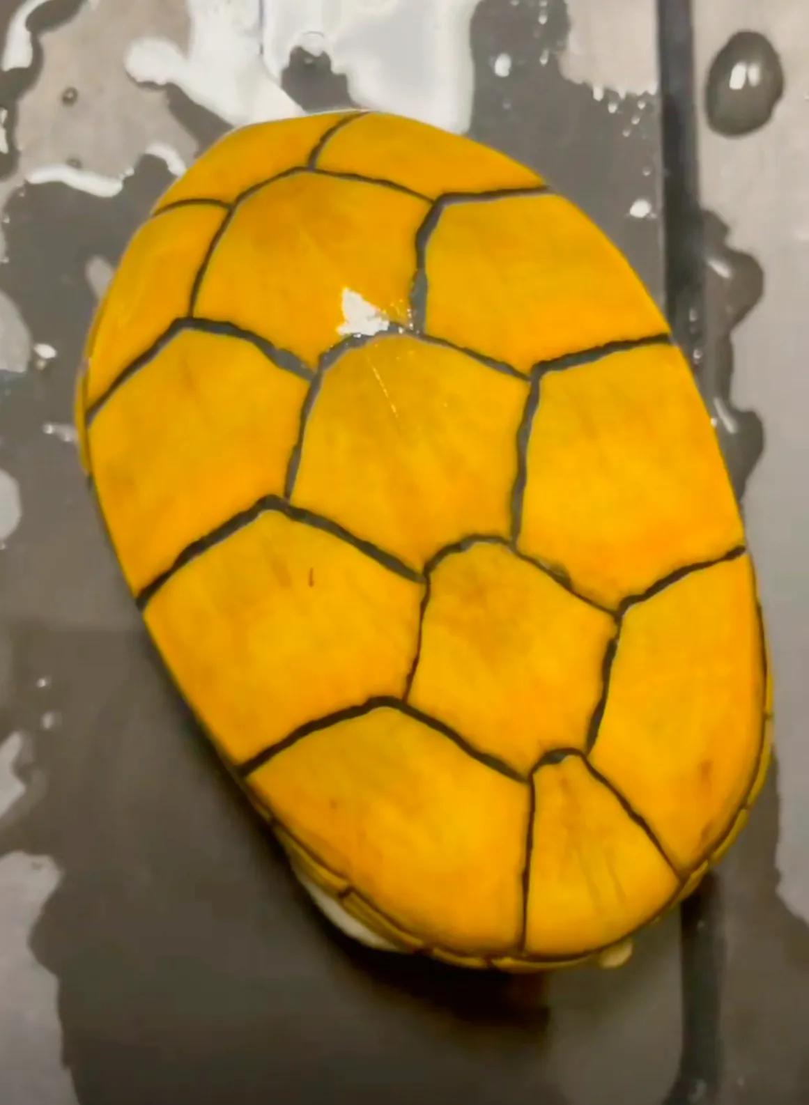 乌龟好看好玩又好养的蛋龟,最值得养的蛋龟品种