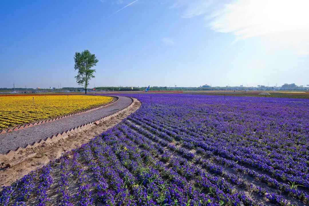 乡村振兴战略赋能十大模式和案例,乡村振兴产业振兴案例