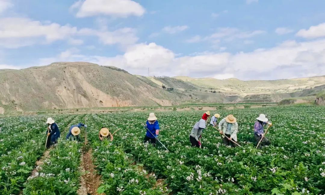 【融媒联动·全域旅游】美艳!专属农民的浪漫——青岚的洋芋花开“赛牡丹”