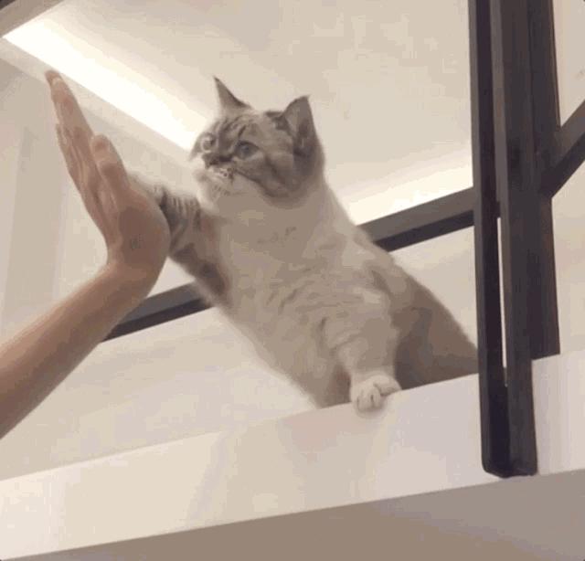 猫咪社会化训练教学完整版,猫咪社会化训练需要打完疫苗吗