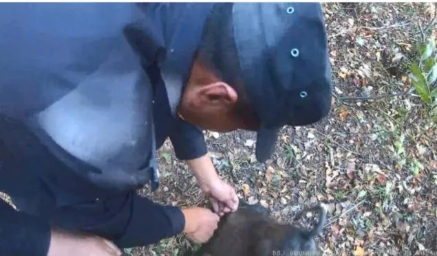 野猪被套卡住脖子，黑龙江林区民警解救出“绝招”