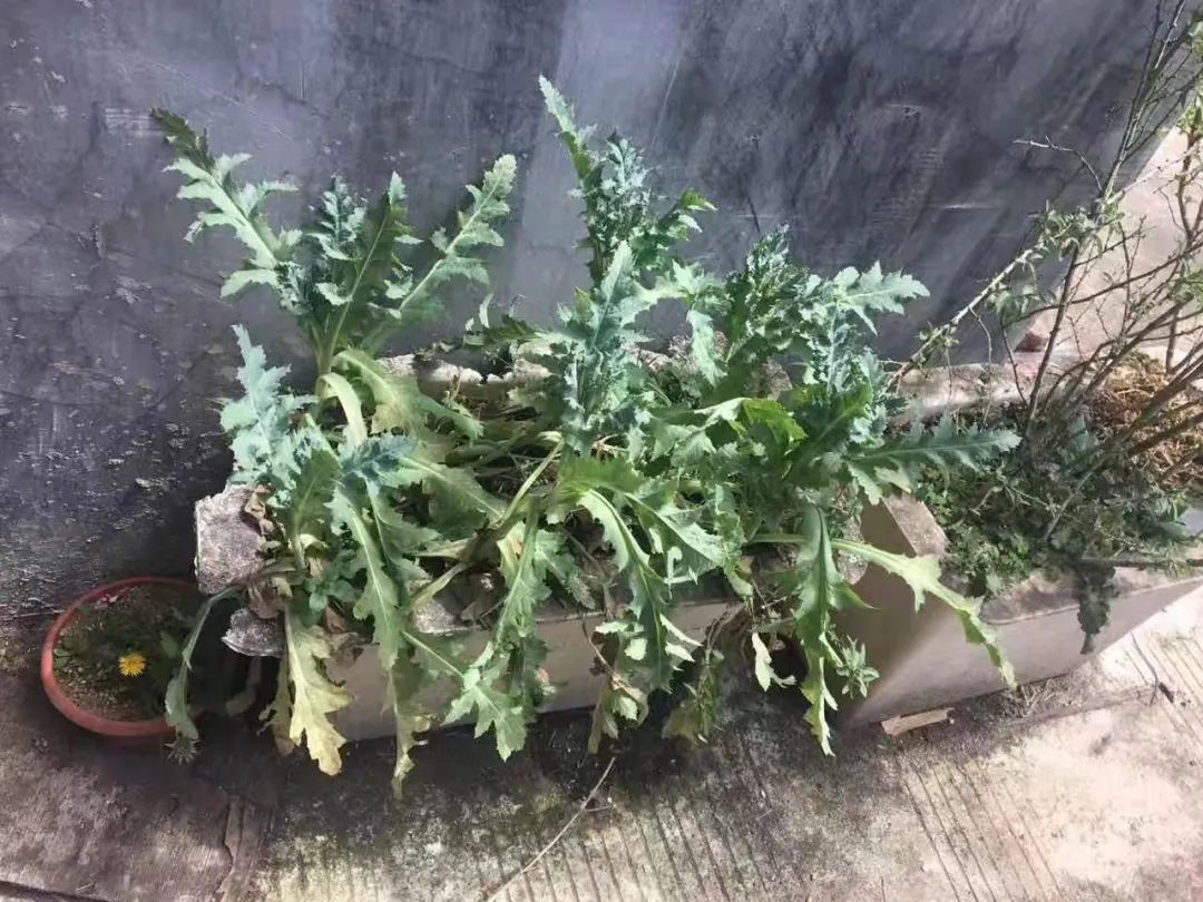 *粟罂**烧肉更香?*粟罂**泡茶能止痛?私自种植,违法!!!